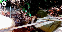 A collage of animals

AI-generated content may be incorrect.