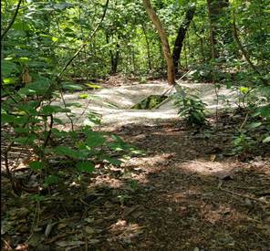 Un bosque con arboles

El contenido generado por IA puede ser incorrecto.