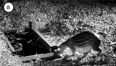 A collage of animals

AI-generated content may be incorrect.