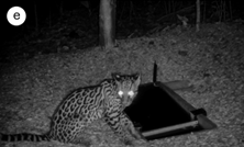 A collage of animals

AI-generated content may be incorrect.